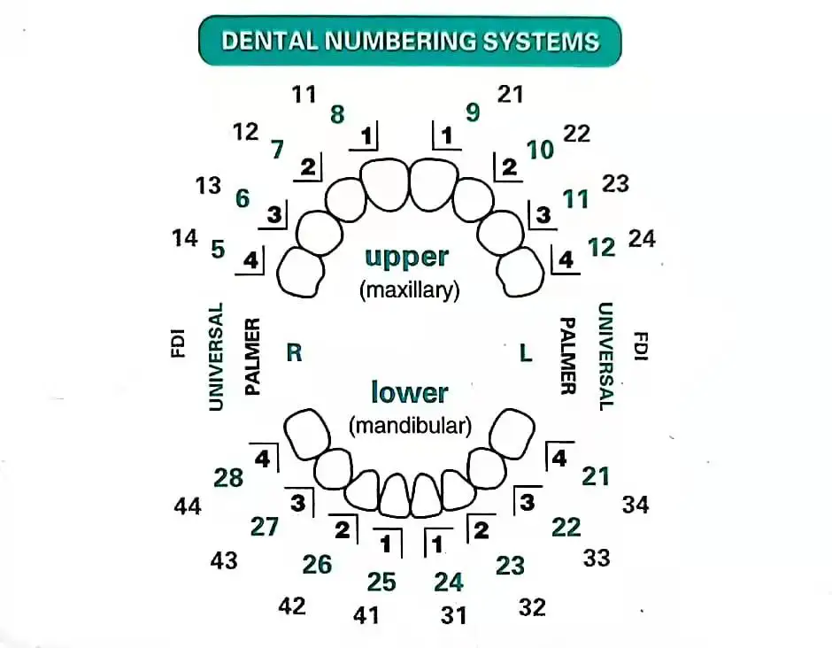 Dental Mould For Composite Res - Teeth Whitening Moulds recension och pris